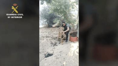 Así ha salvado la Guardia Civil de un incendio a varios caballos y perros