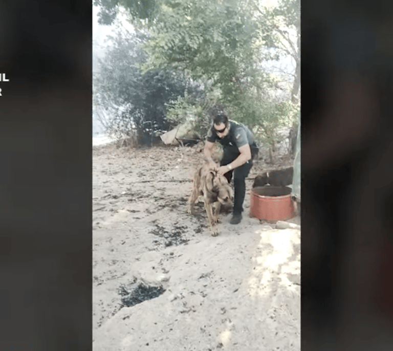 Así ha salvado la Guardia Civil de un incendio a varios caballos y perros