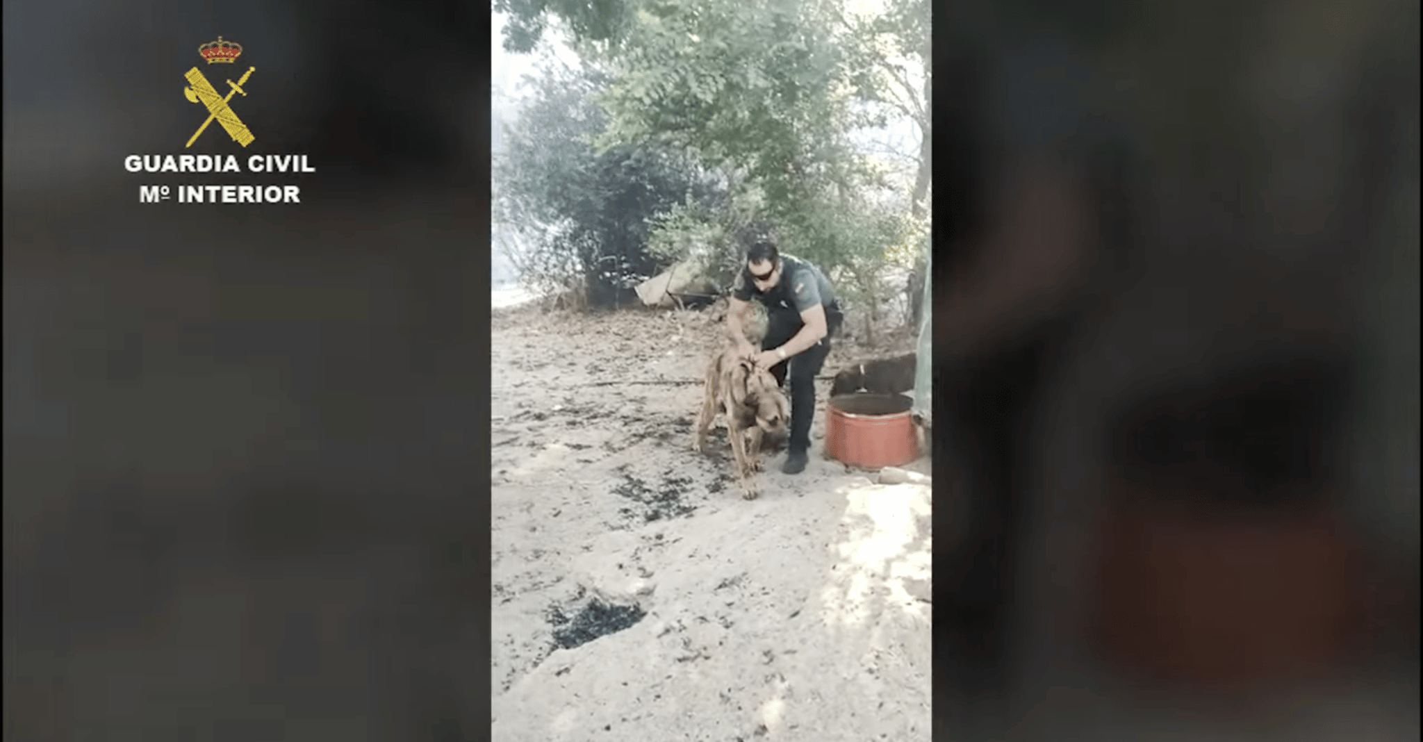 Un agente de la guardia civil rescatando a un perro en un incendio en Palomeque, Toledo