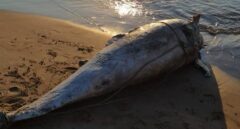 Un delfín aparece muerto y enredado en cordeles en una playa de Valencia