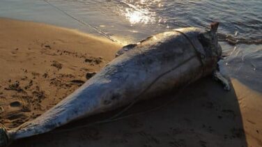 Un delfín aparece muerto y enredado en cordeles en una playa de Valencia