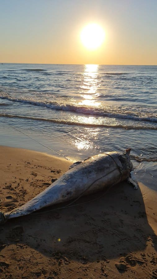 Delfín muerto en la playa de La Patacona.