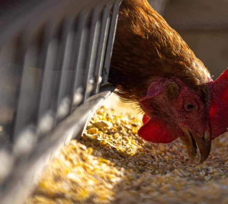 Unas 5.000 gallinas mueren en una granja de Cantabria asfixiadas por el calor