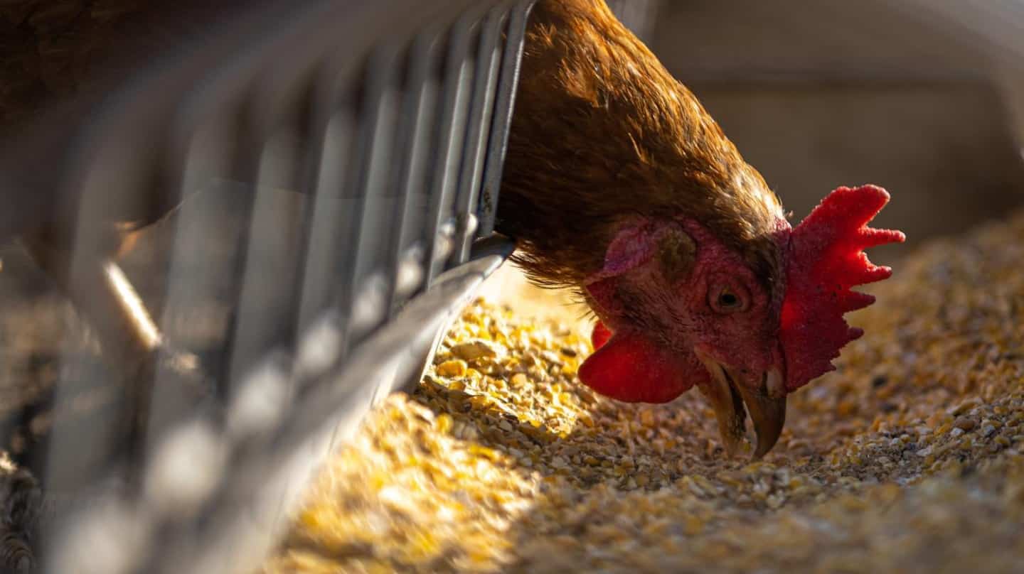 Unas 5.000 gallinas mueren en una granja de Cantabria asfixiadas por el calor