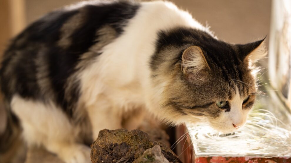 Gato de color marrón y blanco, de ojos verdes, bebiendo agua de un recipiente durante una ola de calor.