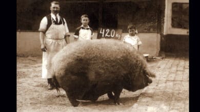 Cómo se salvó el ibérico de ser sustituido por el cerdo inglés