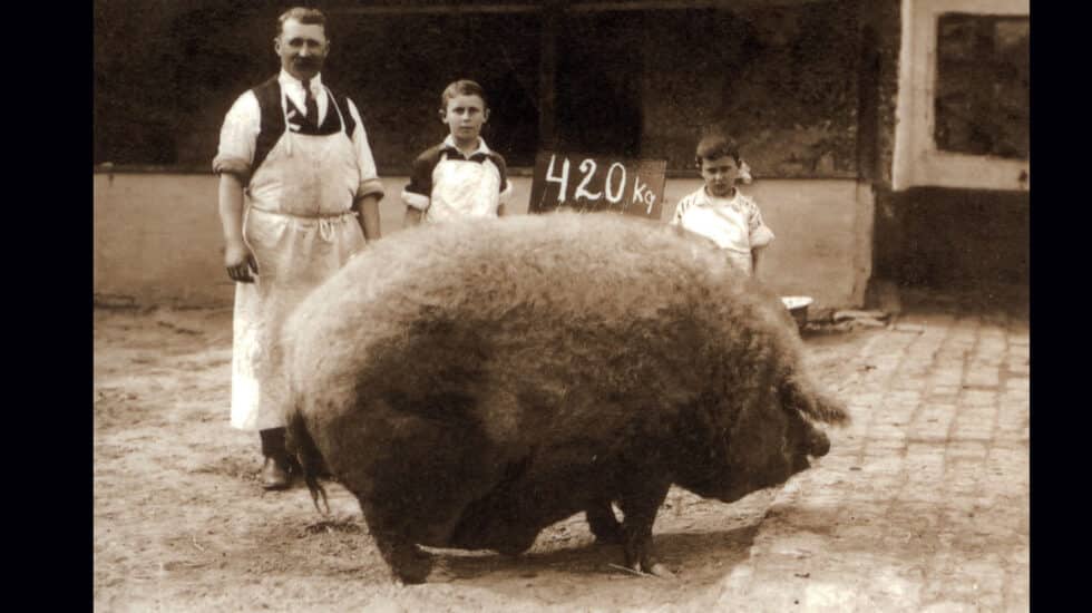 Cerdo ibérico mangalica de 420 kilos.