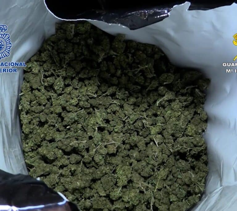 Cinco detenidos y 6 toneladas de marihuana decomisadas en una macroplantación en Barcelona