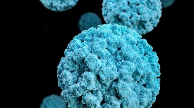 norovirus (1)