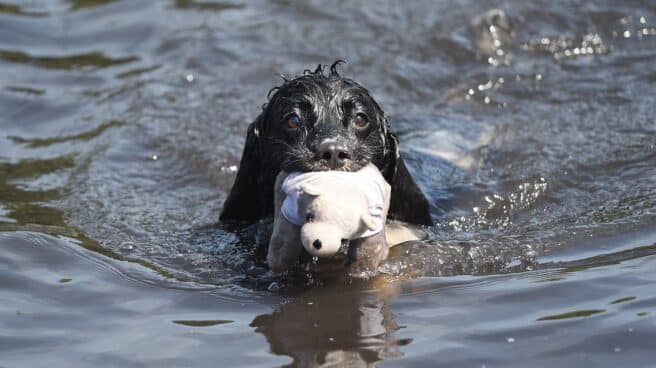 Perro nadando en el agua con un peluche en su boca durante una ola de calor