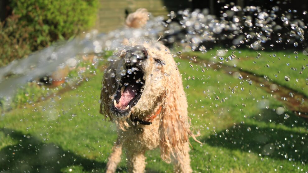 Perro de pelo largo y marrón refrescándose con el agua de una mangera en una ola de calor