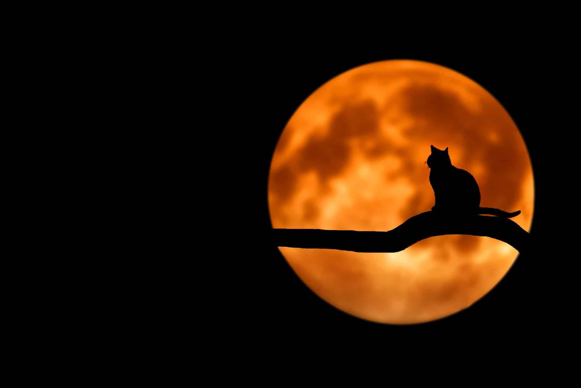 Gato contra una luna super luna llena