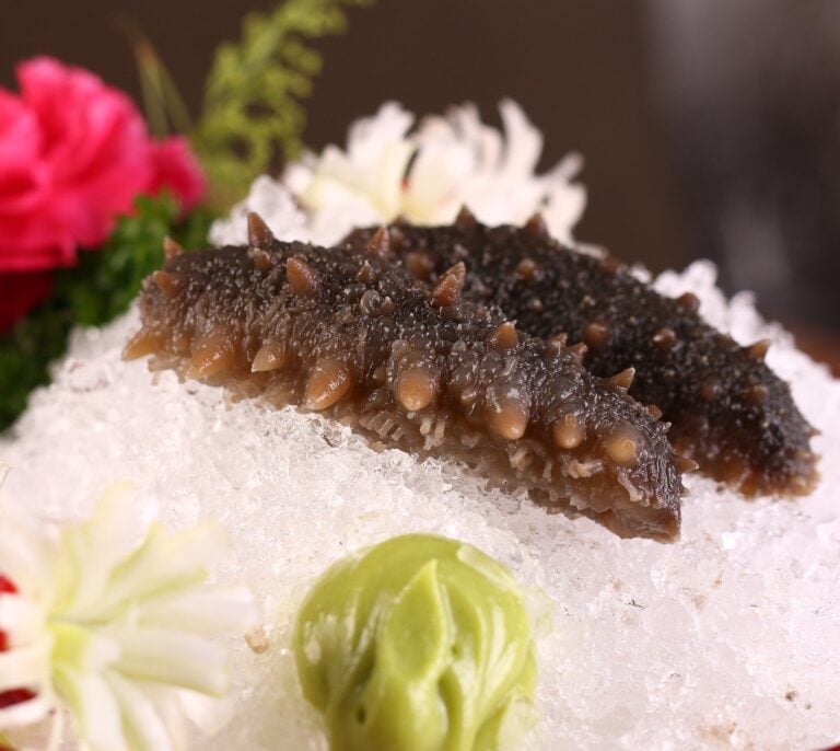 El pepino de mar, la babosa codiciada que sostiene los océanos