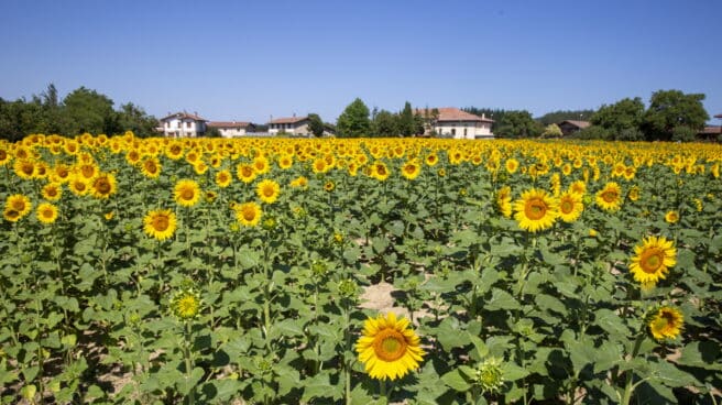 Una plantación de girasoles. Una plantación de girasoles.