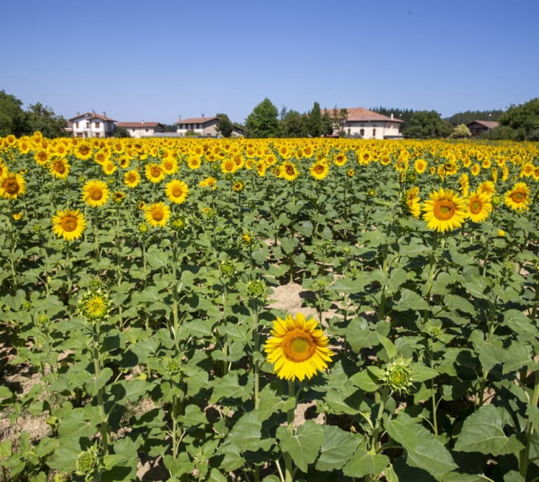 Alerta máxima en el campo por la sequía: frutas más pequeñas y subida de precios