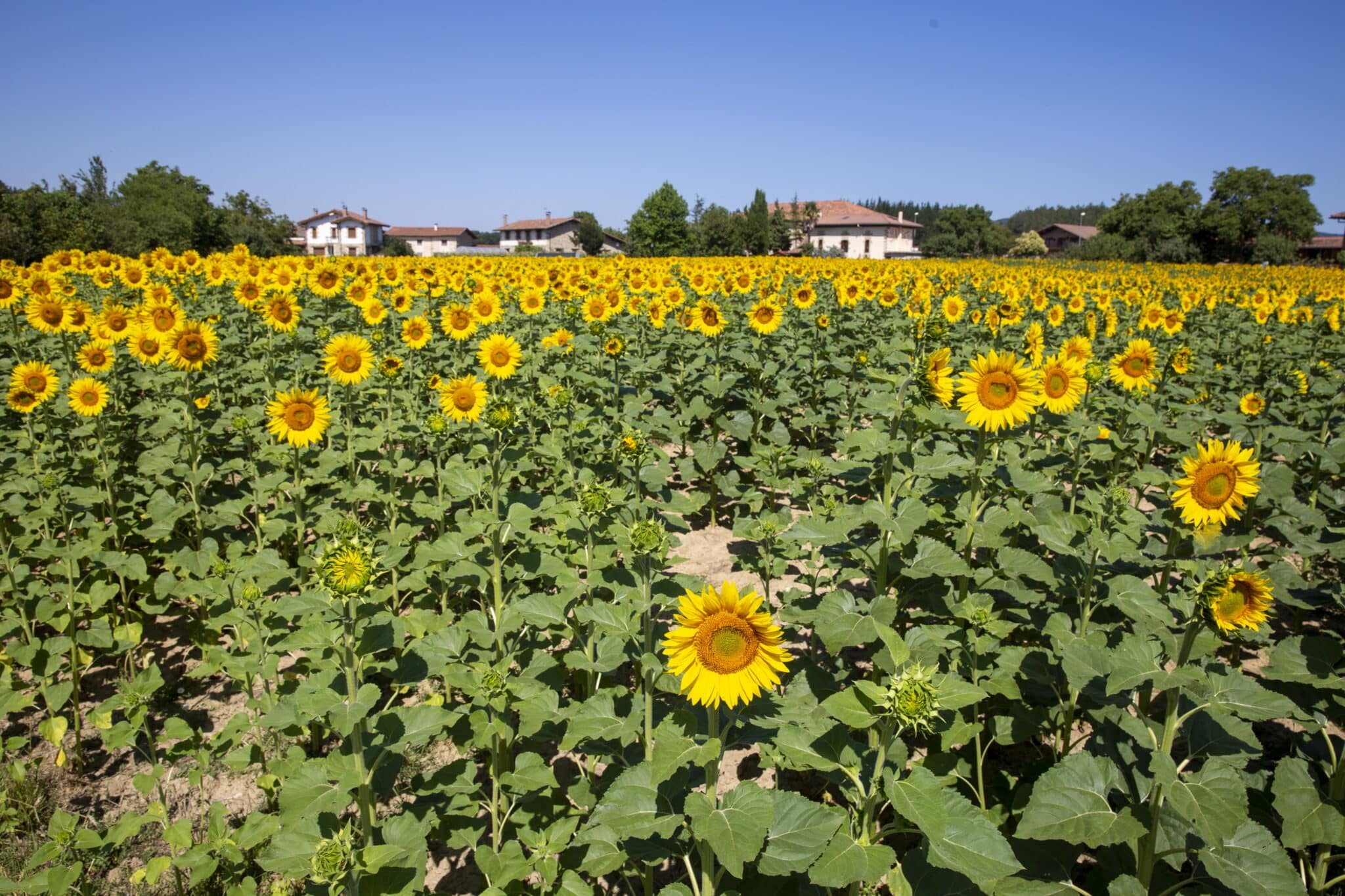 Una plantación de girasoles.