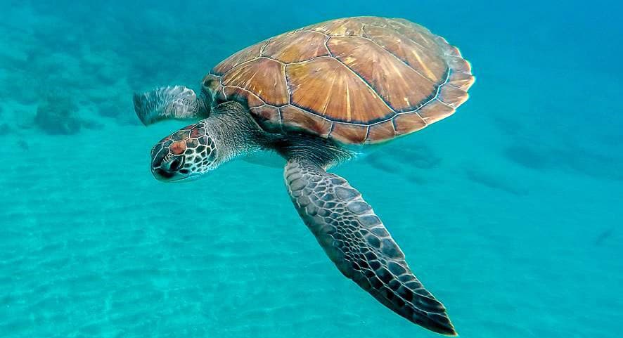 Lamer Coro Nuestra compañía Las tortugas buscan refugio climático entre nuestras sombrillas en la playa