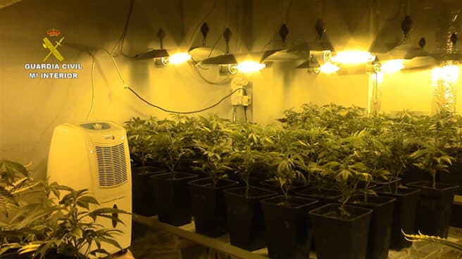 aumento-plantaciones-marihuana-obliga-Interior-comprar-22-trituradoras-más Plantación de marihuana intervenida por la Guardia Civil en una operación en Baleares.