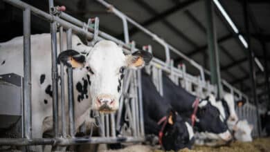 La industria láctea avisa de cierres de empresas si no se cubren los costes de producción