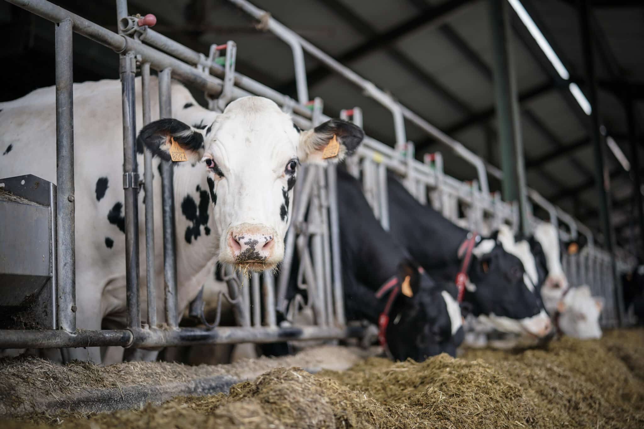 Vacas lecheras pastan en la granja Lacturale.