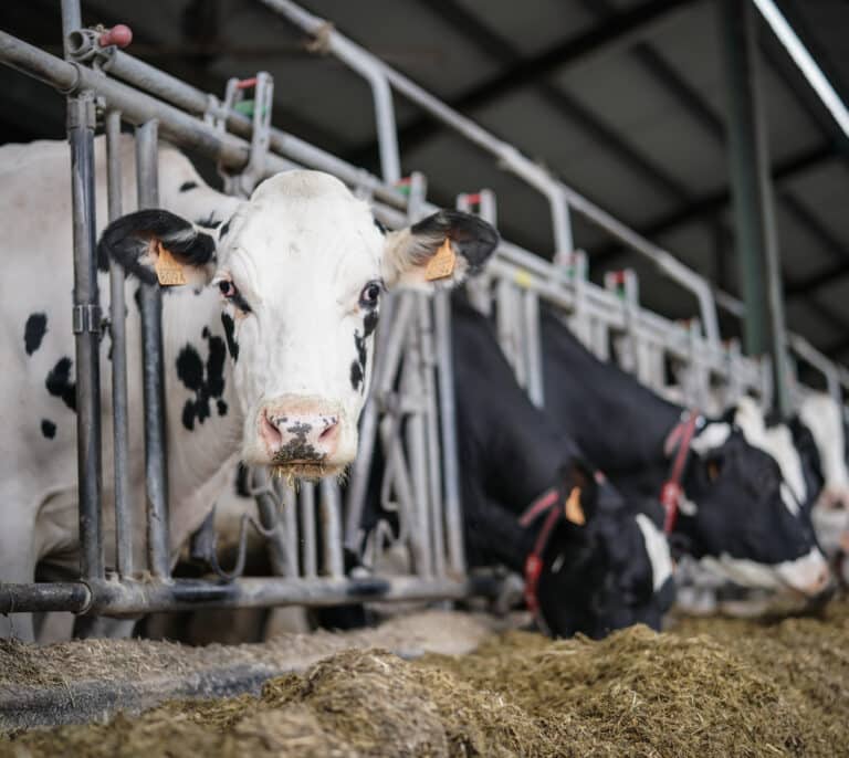 El sacrificio de vacas por el alza de costes amenaza el suministro de leche tras el verano