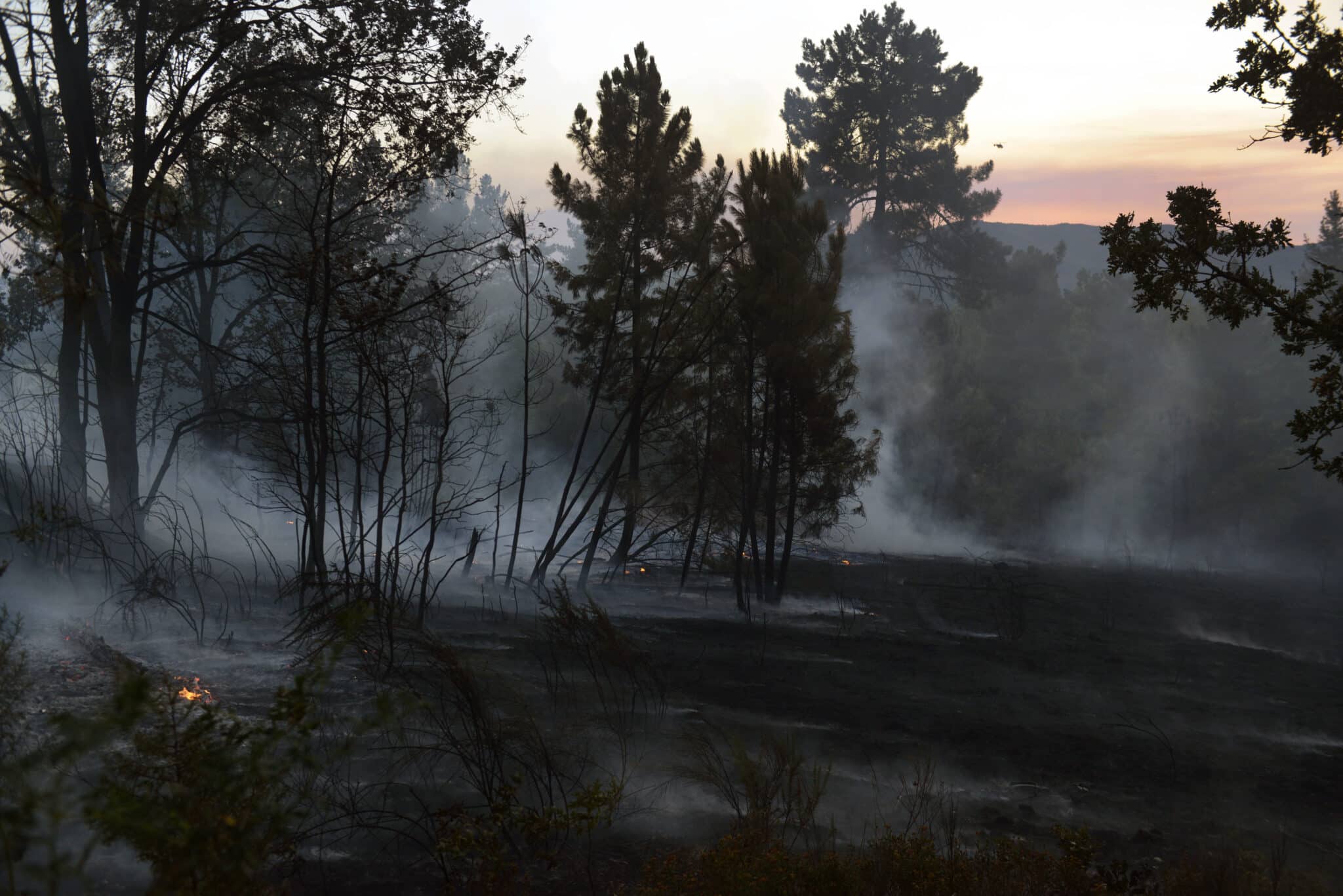 La Fundación Artemisan analiza la problemática de los incendios forestales en España