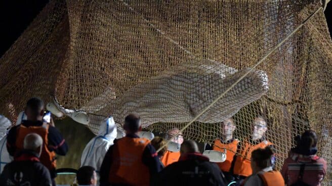 Rescue operation of beluga whale stranded in the River Seine