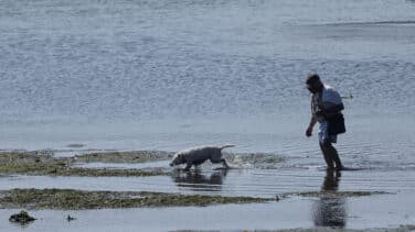 España es uno de los países europeos donde más animales se abandonan