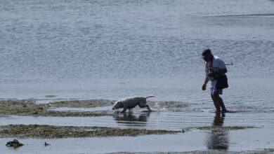 España es uno de los países europeos donde más animales se abandonan
