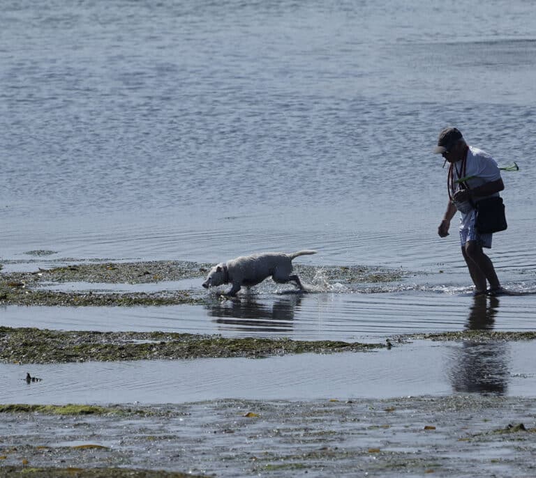 España es uno de los países europeos donde más animales se abandonan