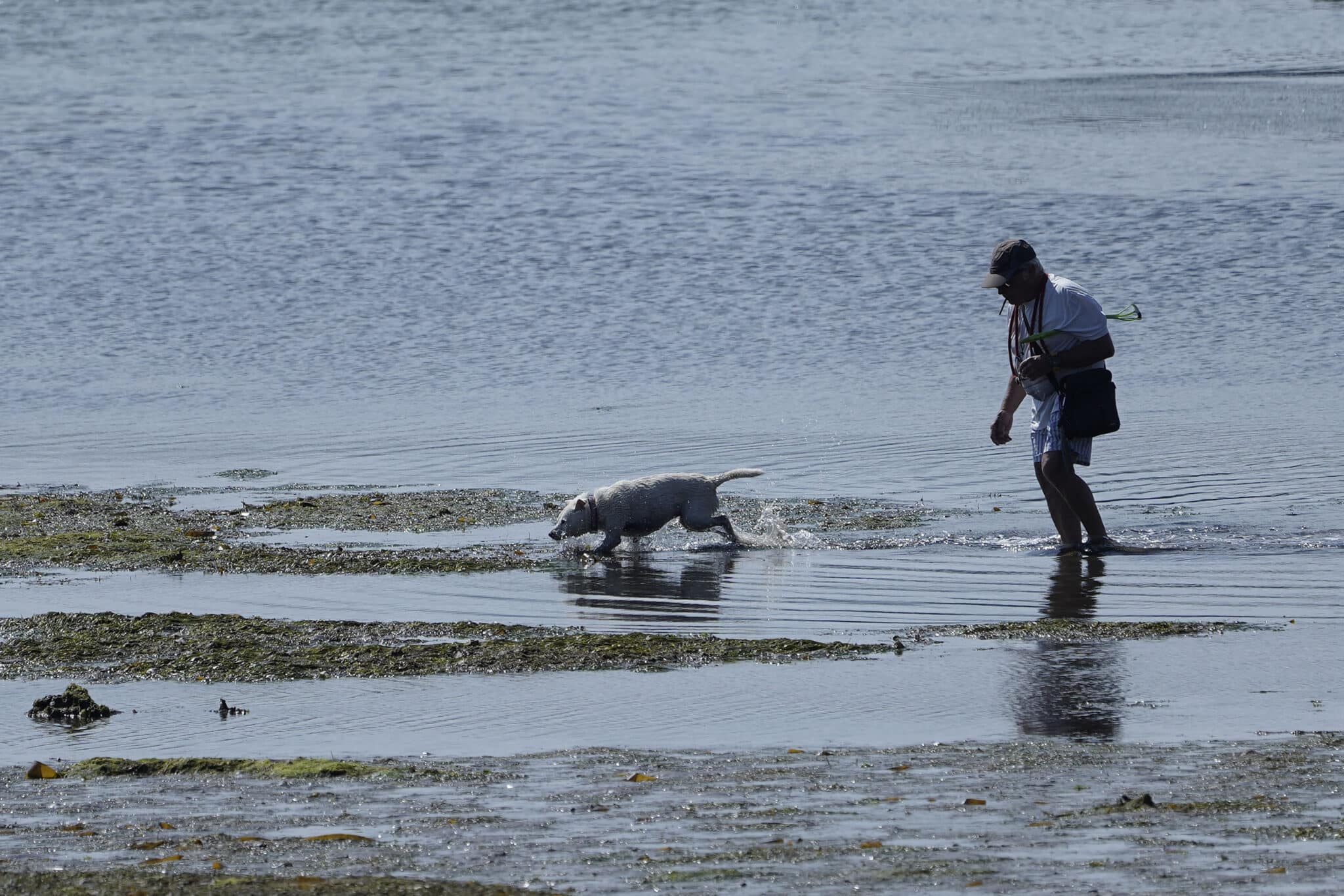 Un hombre y su perro pasean este domingo por la Ría de Villaviciosa.