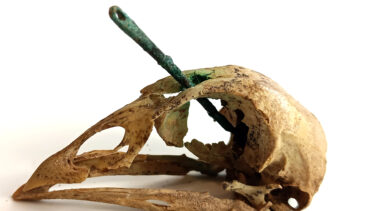 Cráneo de gallina con aguja: el misterioso ritual mortuorio romano descubierto en Zaragoza