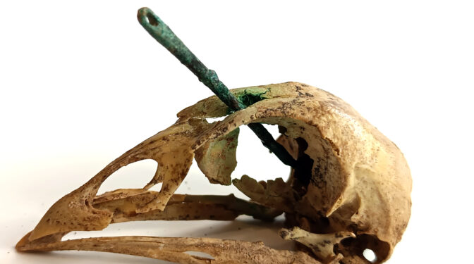 Cráneo de gallina con aguja: el misterioso ritual mortuorio romano descubierto en Zaragoza 