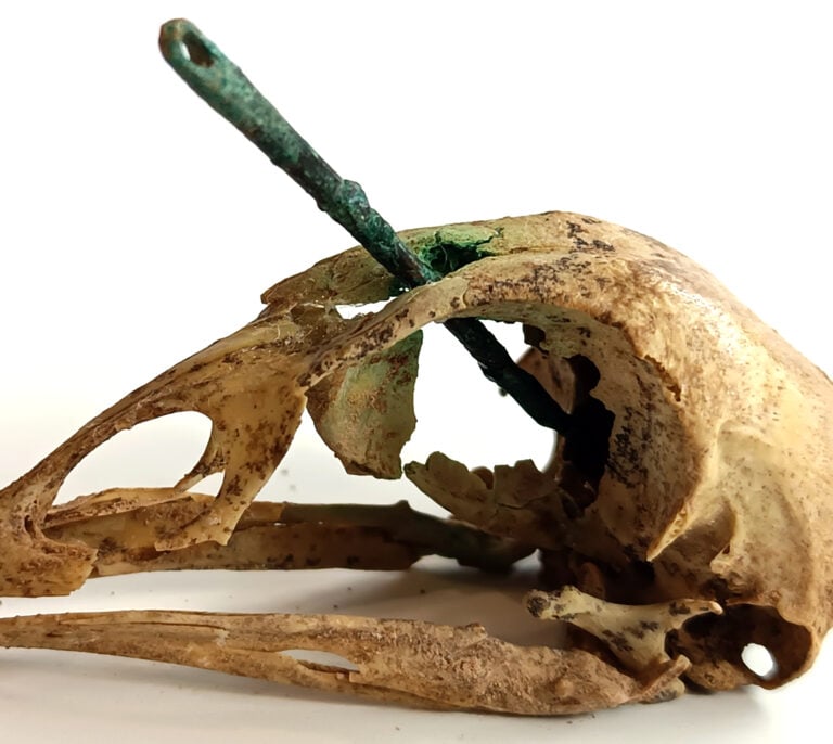 Cráneo de gallina con aguja: el misterioso ritual mortuorio romano descubierto en Zaragoza