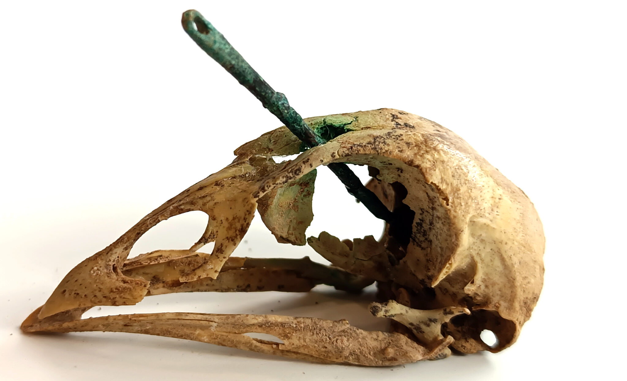 Cráneo de gallina atravesado por una aguja en el yacimiento de Belsinon en Zaragoza.