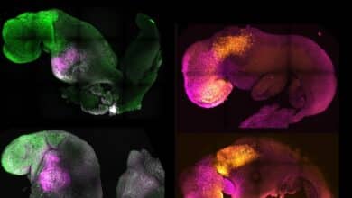 Científicos crean un embrión sintético con cerebro y corazón que late