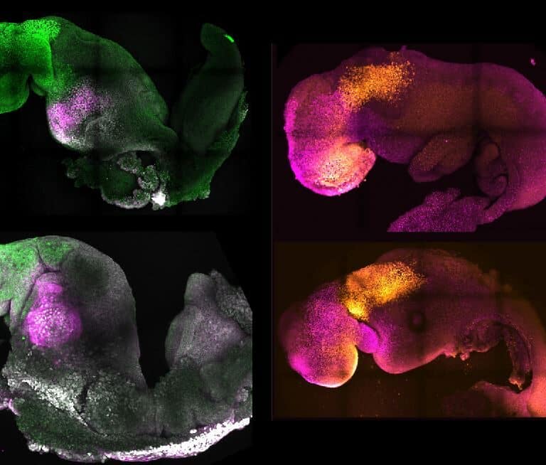 Científicos crean un embrión sintético con cerebro y corazón que late