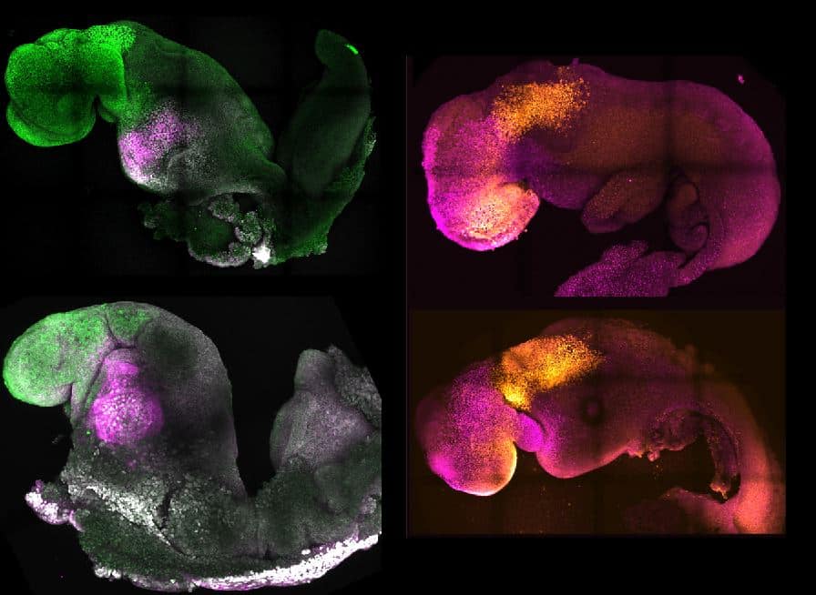 Científicos crean un embrión sintético con cerebro y corazón que late