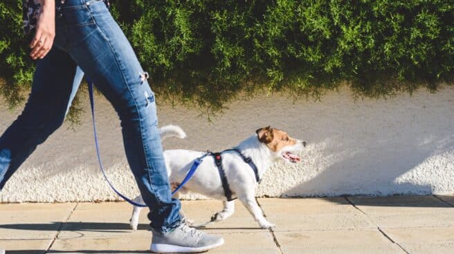 Paseando al perro por la calle