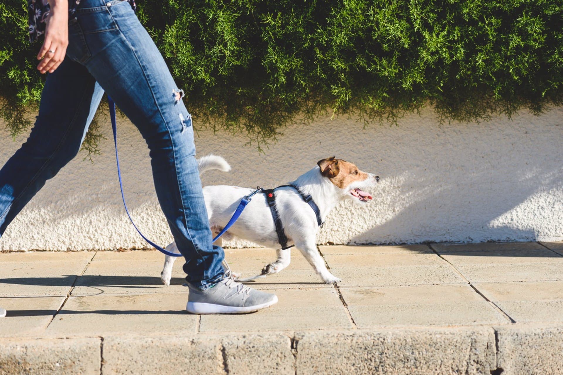 Paseando al perro por la calle