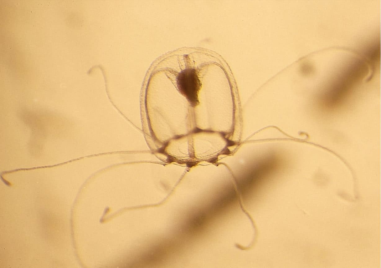 medusa inmortal Turritopsis dohrnii