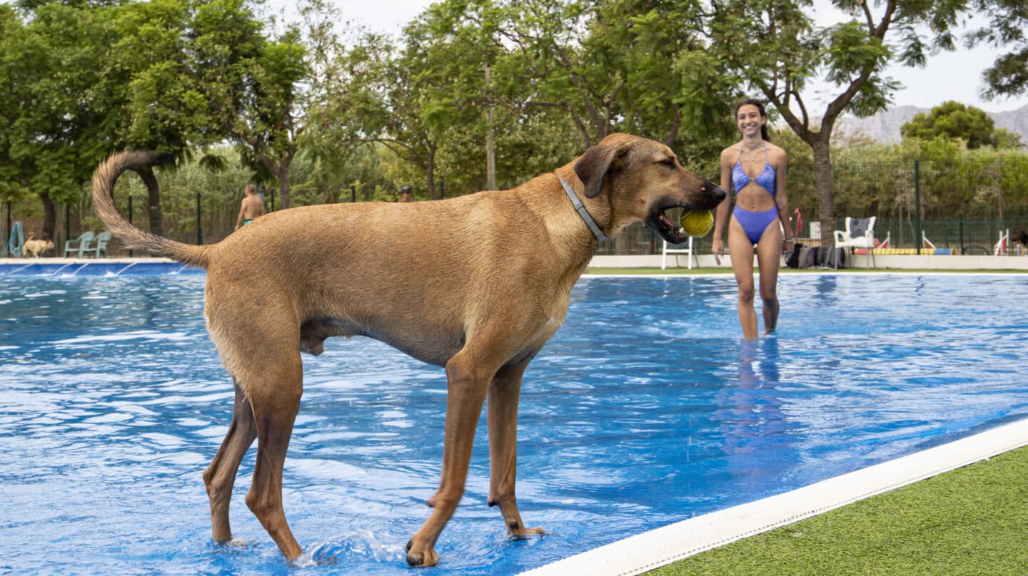 Un perro juega en la piscina.