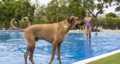¡Peludos al agua! En el resort con la mayor piscina de perros de España