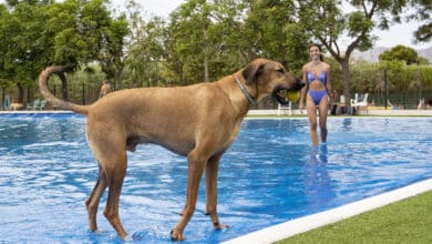 ¡Peludos al agua! En el resort con la mayor piscina de perros de España