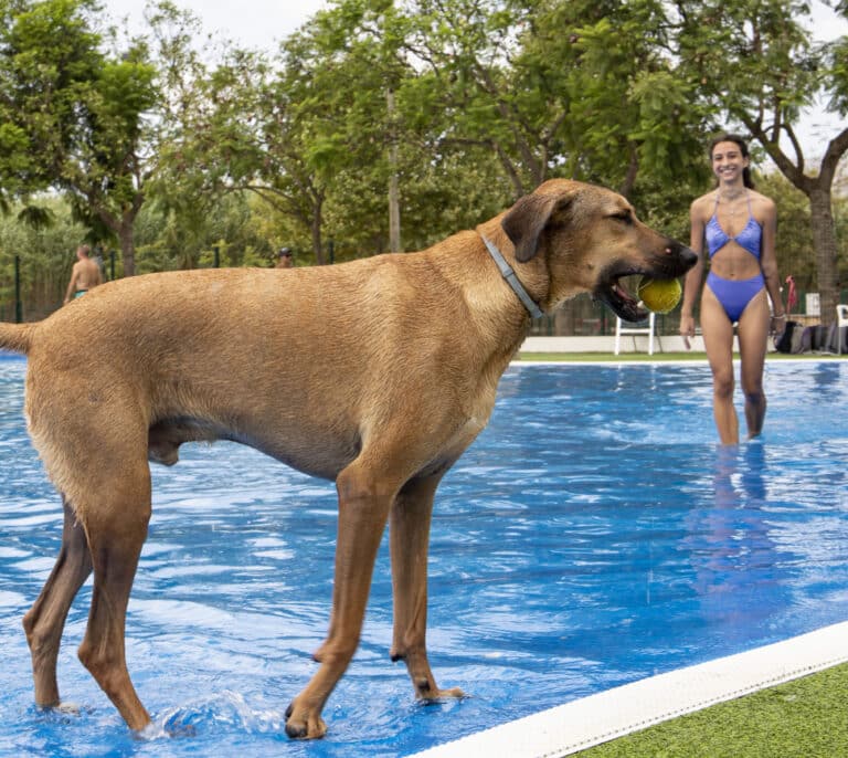 ¡Peludos al agua! En el resort con la mayor piscina de perros de España