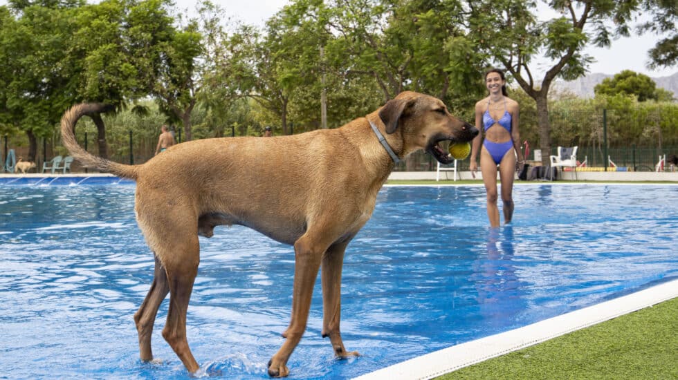 Un perro juega en la piscina.