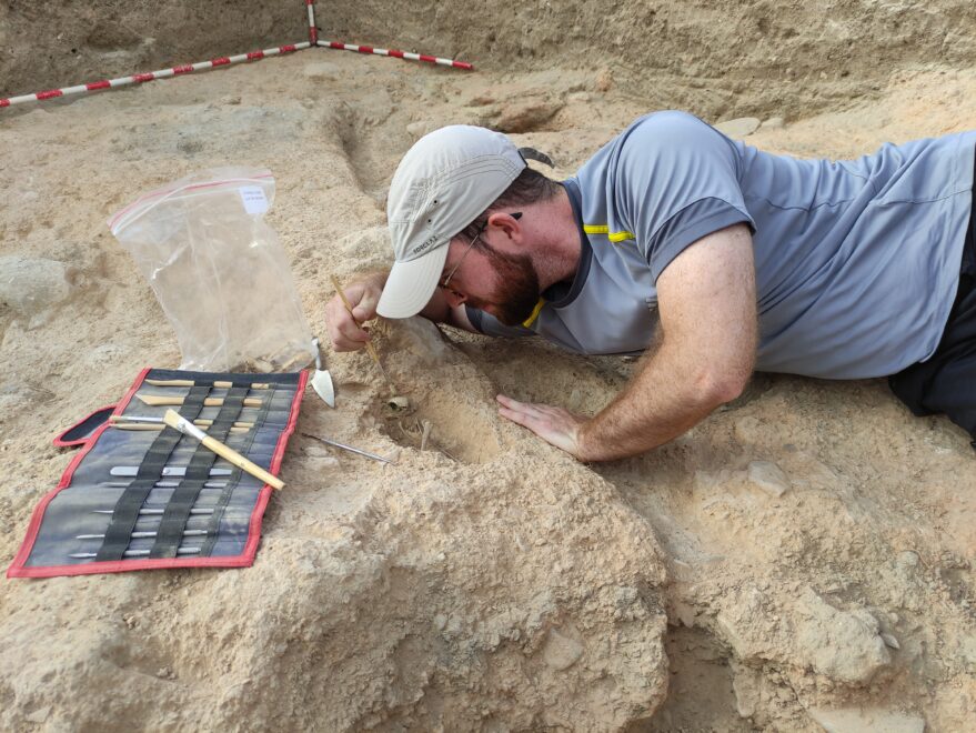Un arqueólogo trabaja sobre el cráneo de gallina atravesado por una aguja en el yacimiento de Belsinon en Zaragoza.