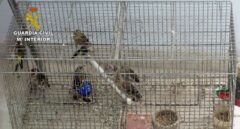 Liberan a más de 270 aves capturadas ilegalmente en Valencia