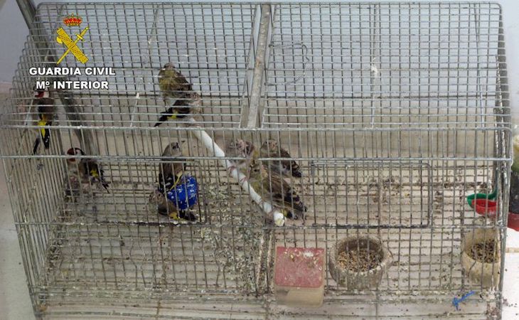 Liberan a más de 270 aves capturadas ilegalmente en Valencia