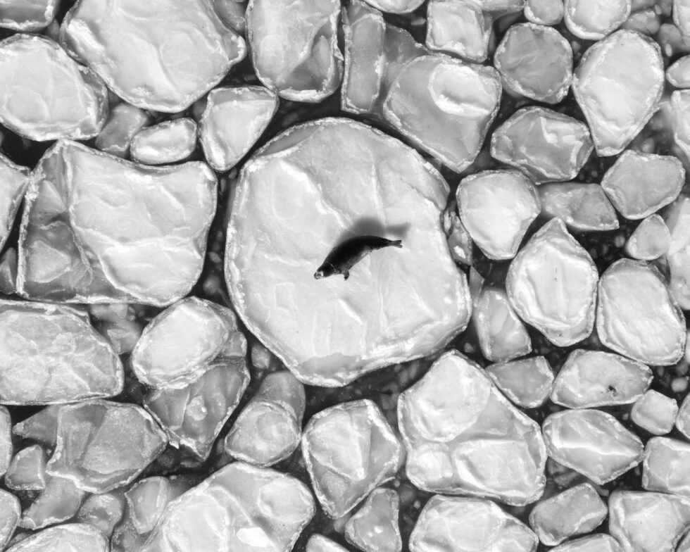 En la foto, una foca emerge de un puerto helado de Marblehead, Massachusetts, EEUU. Llaman a estos discos de hielo o tortitas de hielo. Cuando el puerto alcanza temperaturas bajo cero, se congela en partes porque con la acción de la marea no se forma una capa sólida de hielo. En su lugar, se forman discos más pequeños con forma de tortita.
